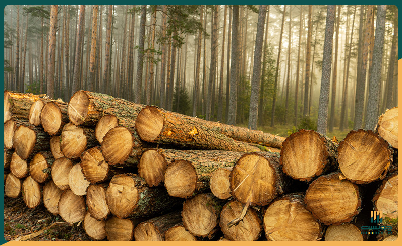 فروش چوب روسی به قیمت عمده
